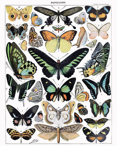 Adolphe Millot - Butterfly No1