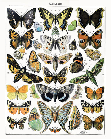 Adolphe Millot - Butterfly No2