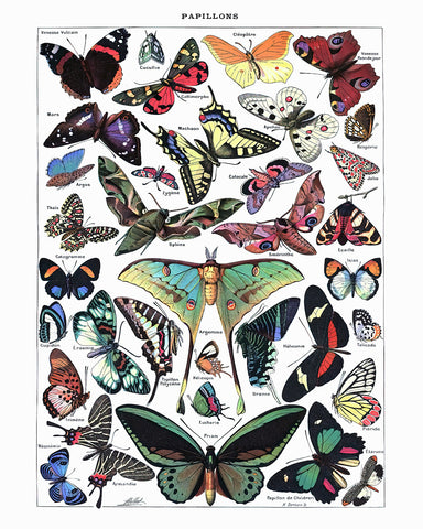 Adolphe Millot - Butterfly No3