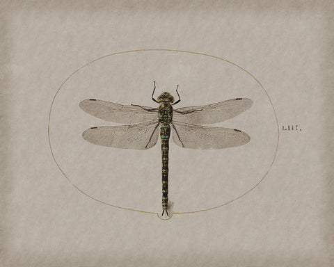 Dragonfly