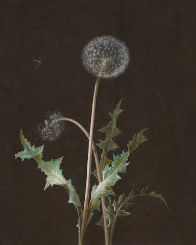Dandelion