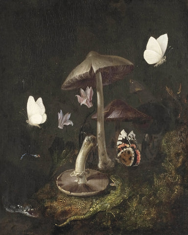A Sotto Bosco with Mushrooms, Butterflies, a Dragonfly, a Snake and a Lizard