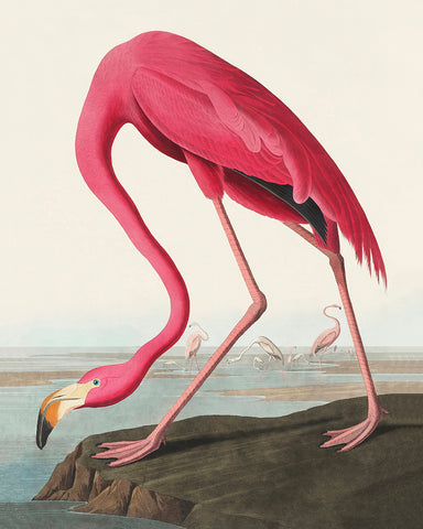 James Audubon - American Flamingo