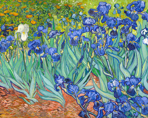 Van Gogh - Irises No1