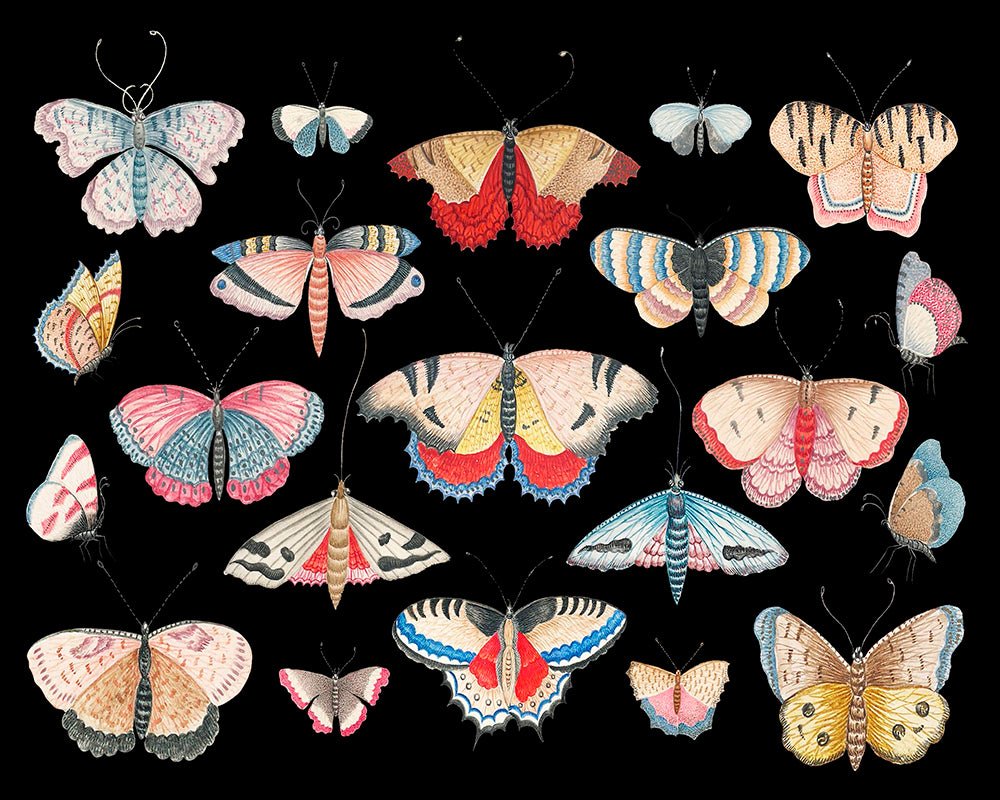 Butterfly Collage No1 – Poster Master