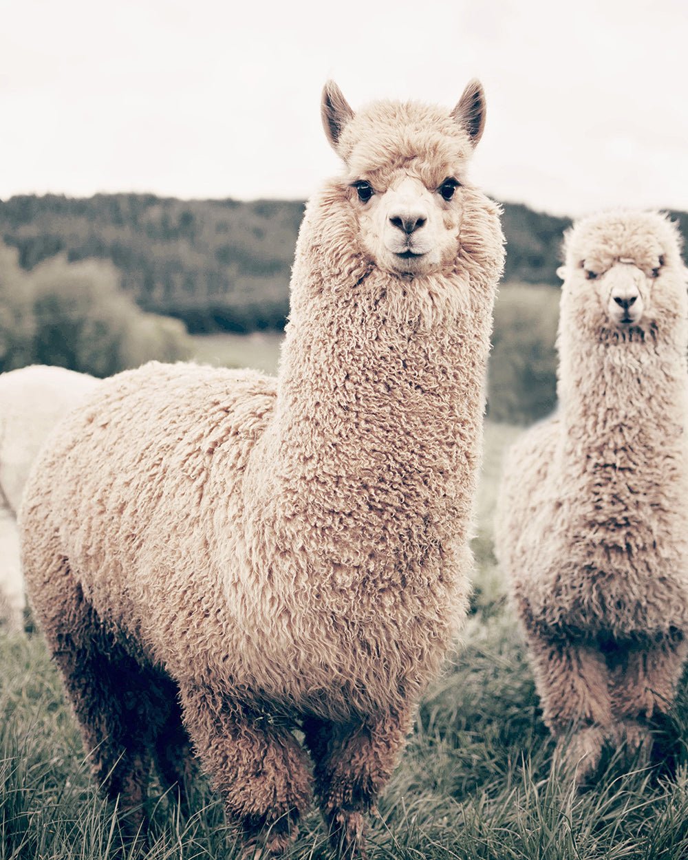 Alpaca