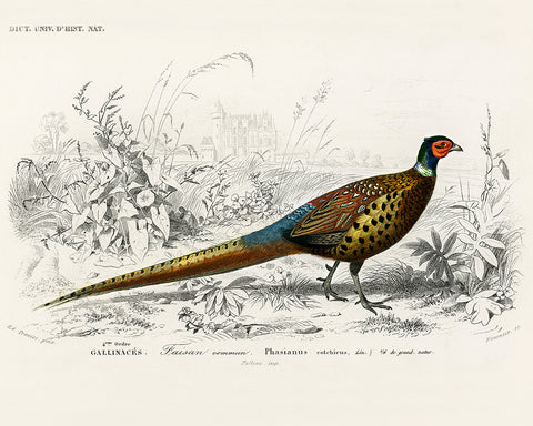 Ring Necked Pheasant