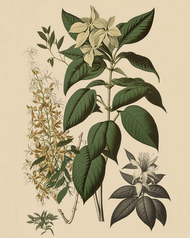 White Jasmine