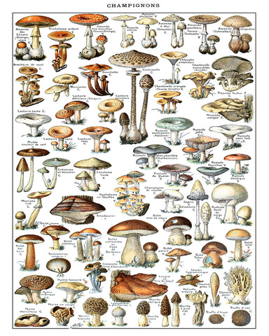 Different Fungus Species