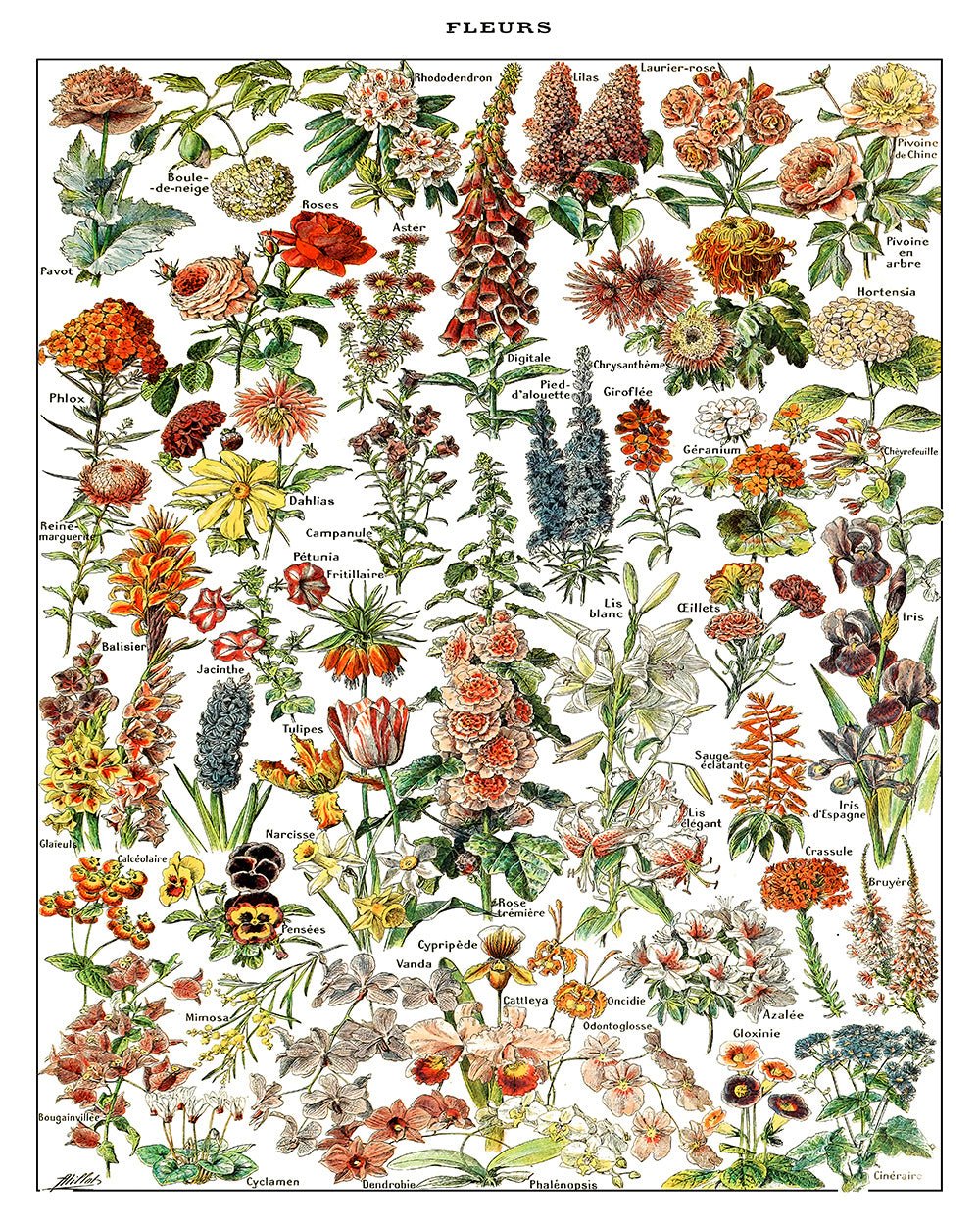 Assorted Flowers – Poster Master