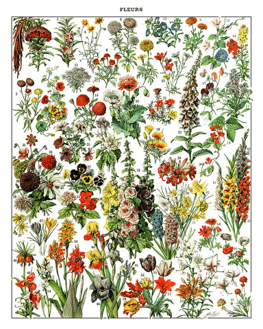 Adolphe Millot - Fleurs No1