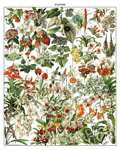 Adolphe Millot - Fleurs No2