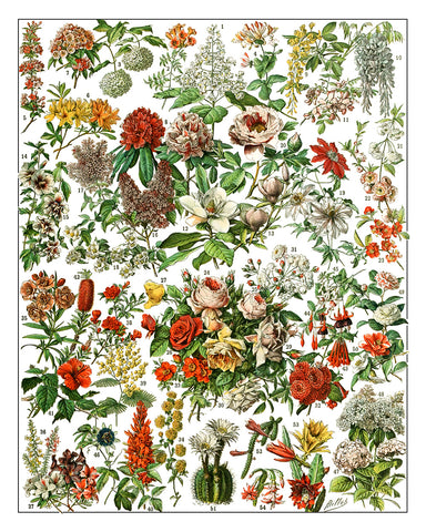 Adolphe Millot - Fleurs No3