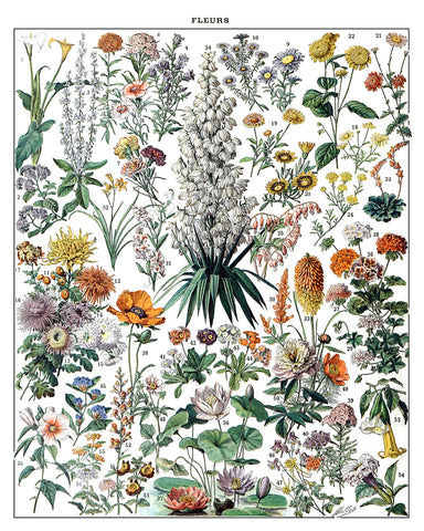 Adolphe Millot - Fleurs No4