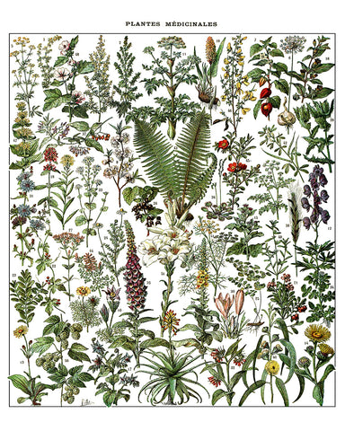 Adolphe Millot - Medicinal Plant
