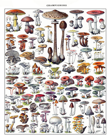 Adolphe Millot - Champignons No1