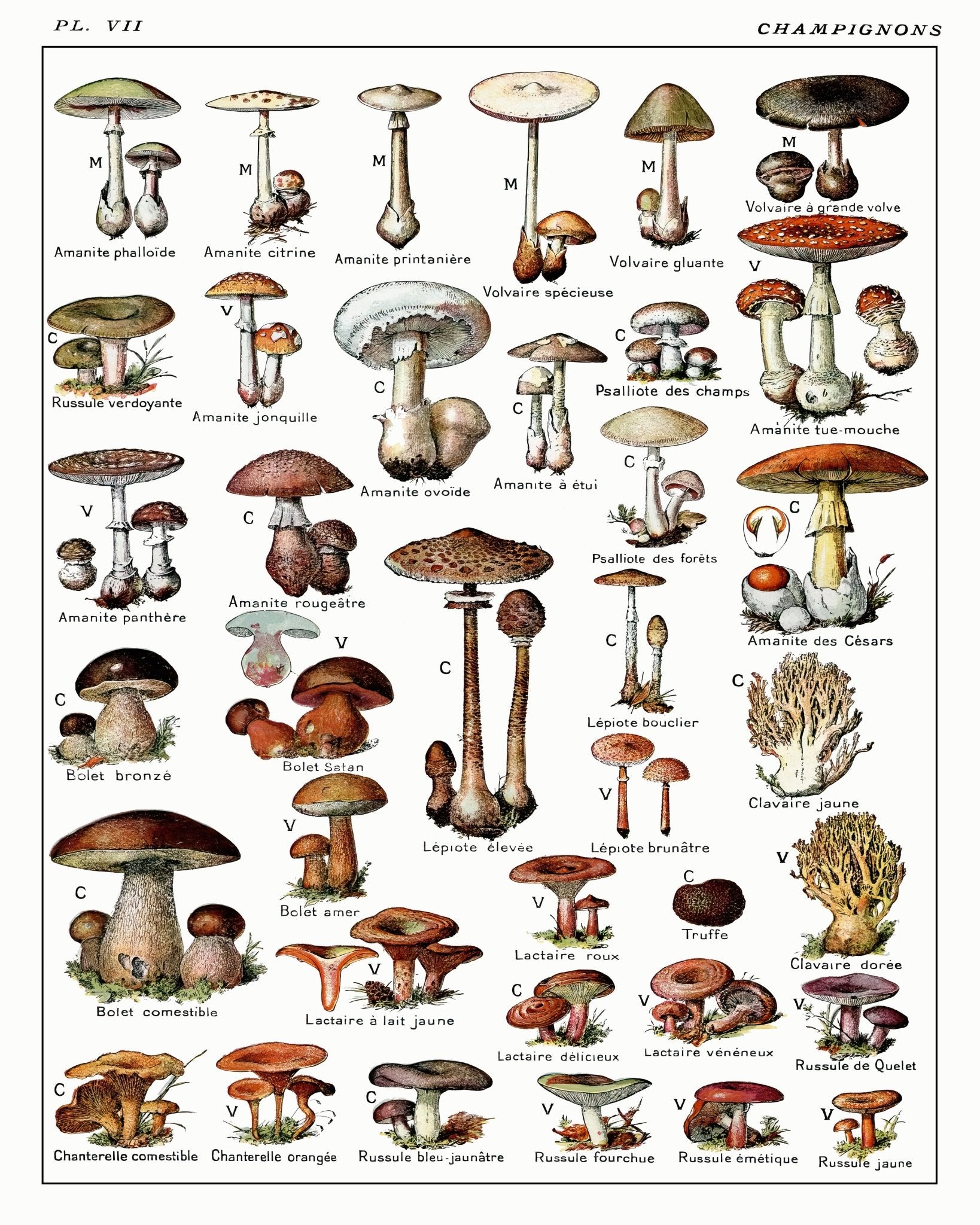 Adolphe Millot - Champignons No2