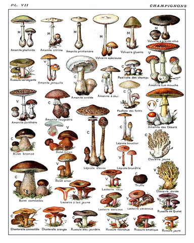 Adolphe Millot - Champignons No2