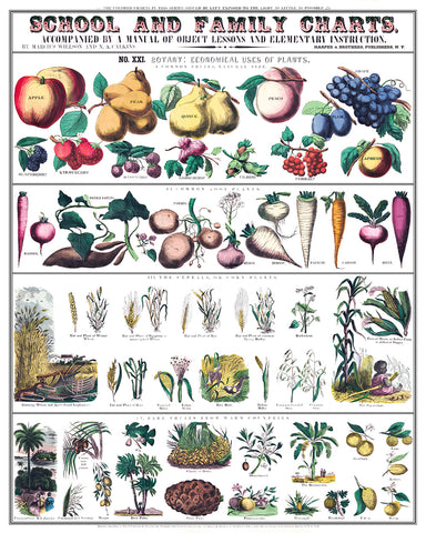 School and Family Charts No2