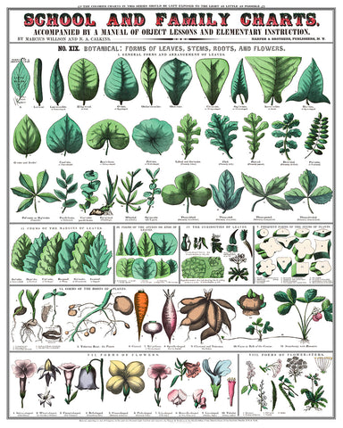School and Family Charts No3