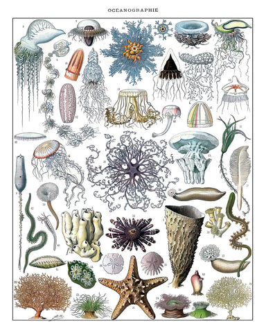 Adolphe Millot - Marine Biology