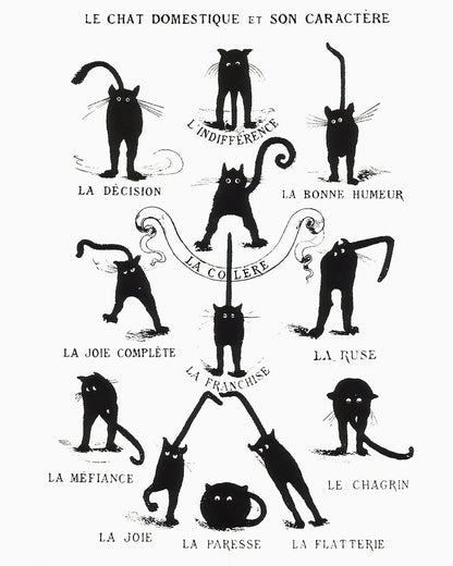Domestic Cat and its Character