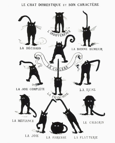Domestic Cat and its Character