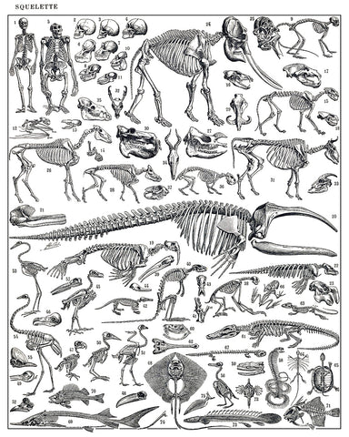 Engraving of Skeletons of Man, Monkeys, Dinosaurs Poster