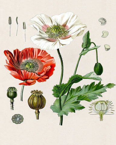 Opium Poppy