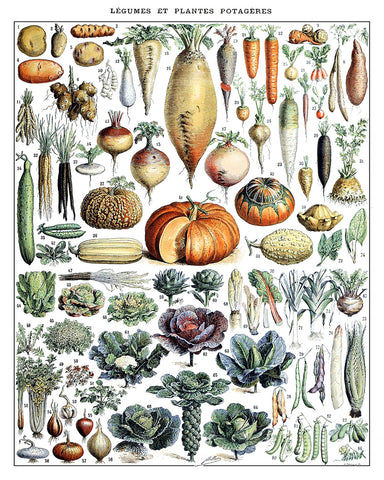 Adolphe Millot - Vegetables No1