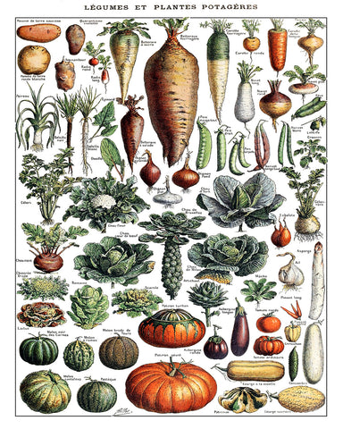 Adolphe Millot - Vegetables No2