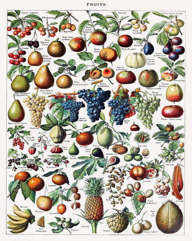Adolphe Millot - Fruits