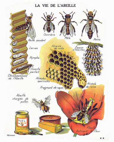 La Vie De L'Abeille
