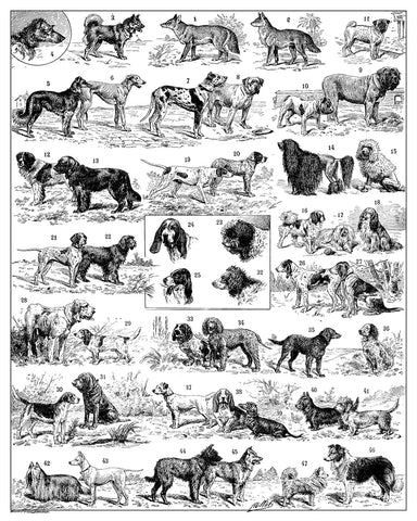 Dog Breeds Chart