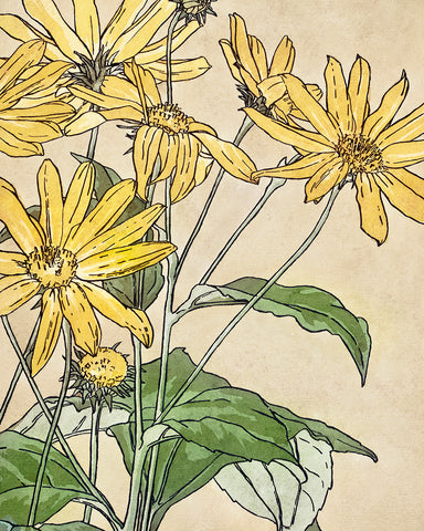 Sunflowers