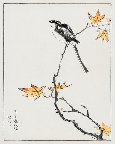 Long-Tailed Tit and Maple Tree