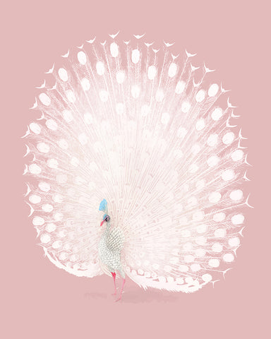 White Peacock