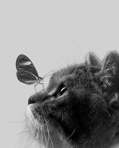 Butterfly on Cat