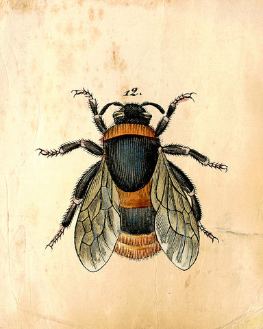 Bumblebee No1