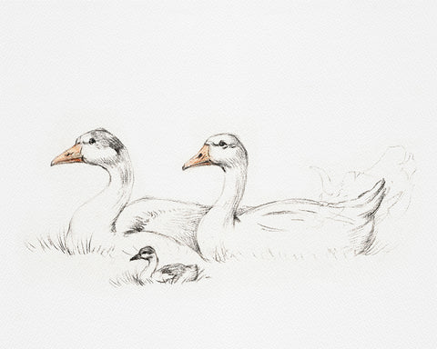 Flock of Duck