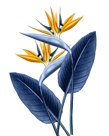 Bird of Paradise No1