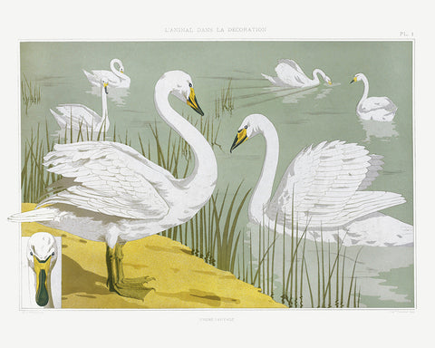 White Wild Swans