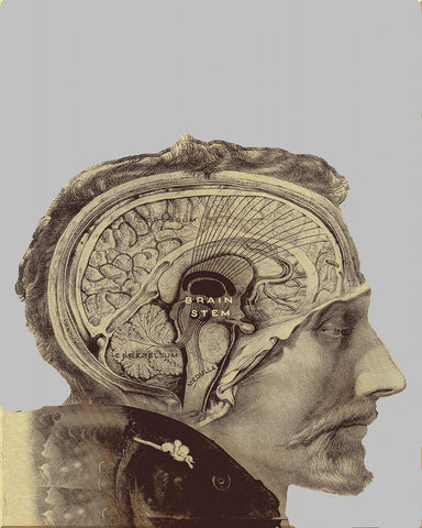Human Brain