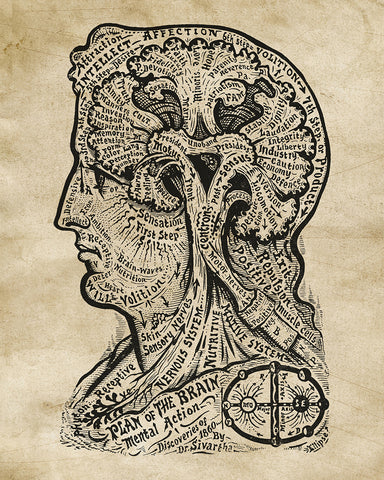 Plan of the Brain