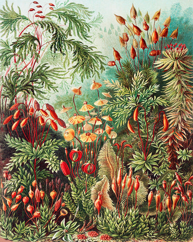 Ernst Haeckel - Muscinae Moss Art Forms In Nature