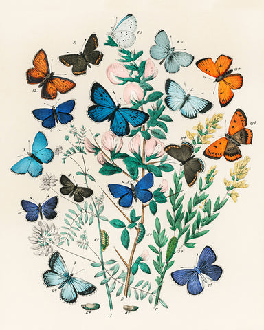 William Forsell Kirby - European Butterflies and Moths