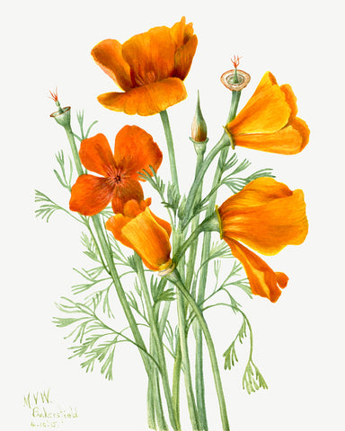 California Poppy