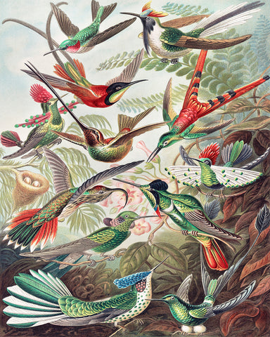 Ernst Haeckel - Hummingbirds