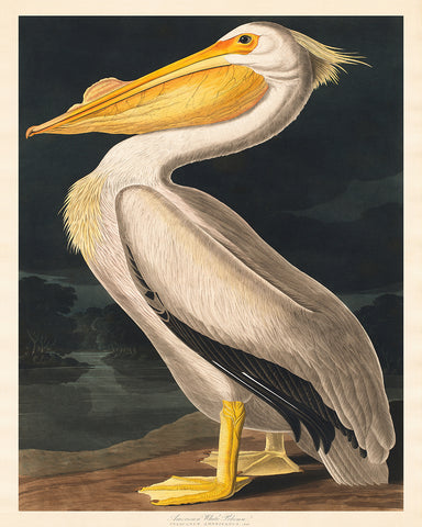 James Audubon - White Pelican