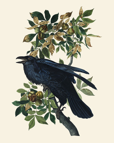 James Audubon - Raven